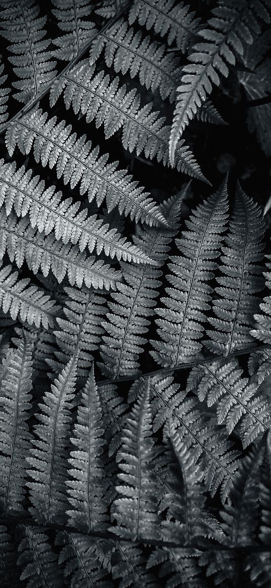 nature, bnw, blackandwhite, fern, leaf