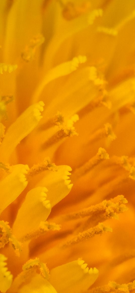 petals, stamens, macro, flower, yellow