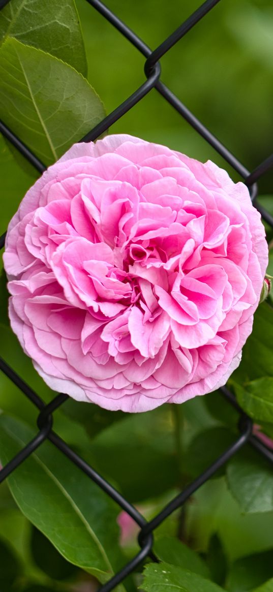 rose, petals, flower, leaves, lattice