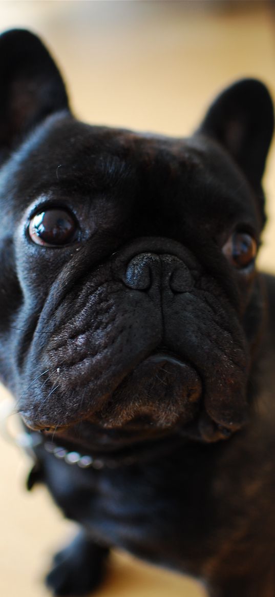 french bulldog, pet, dog, funny, black