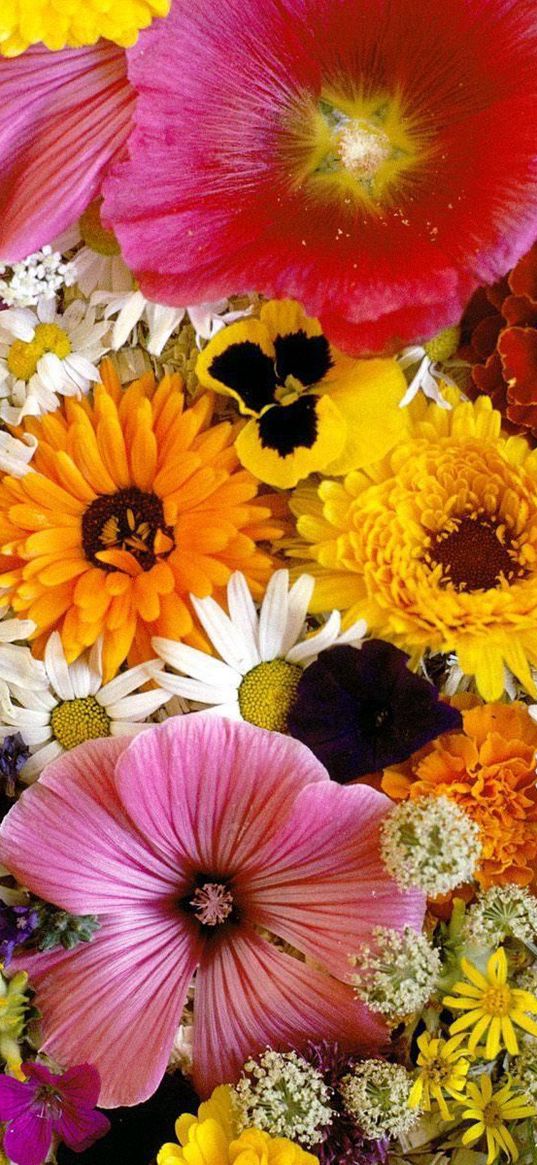 chrysanthemum, daisy, velvet, mallow, flowers, composition, close-up