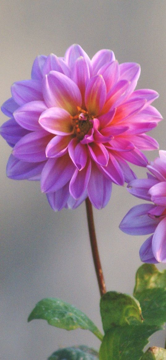 dahlias, flowers, stems, blurring