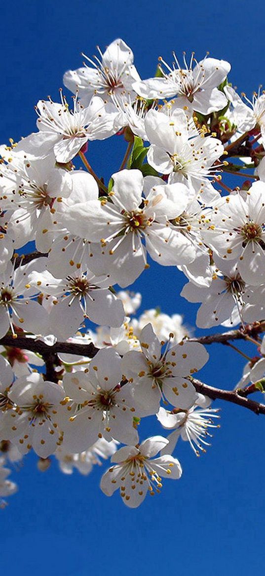 blossom, branch, spring, sky, clear