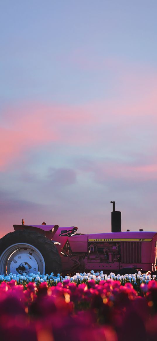 tractor, transport, purple, field, tulips, flowers