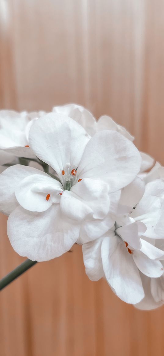 geranium, plant, flowers, white, beige background