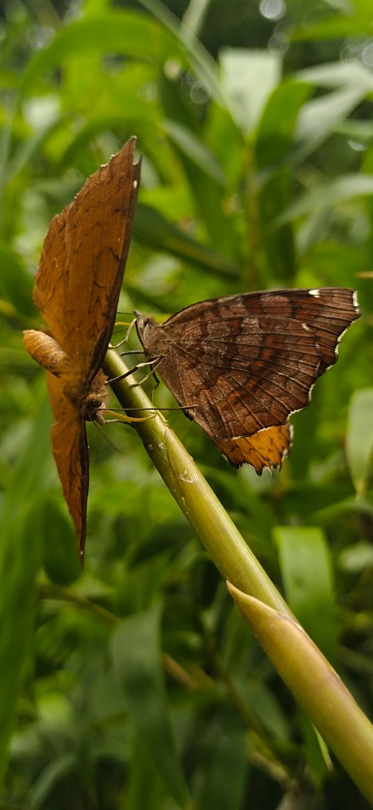 butterflies, insects, stem, plant, macro, nature