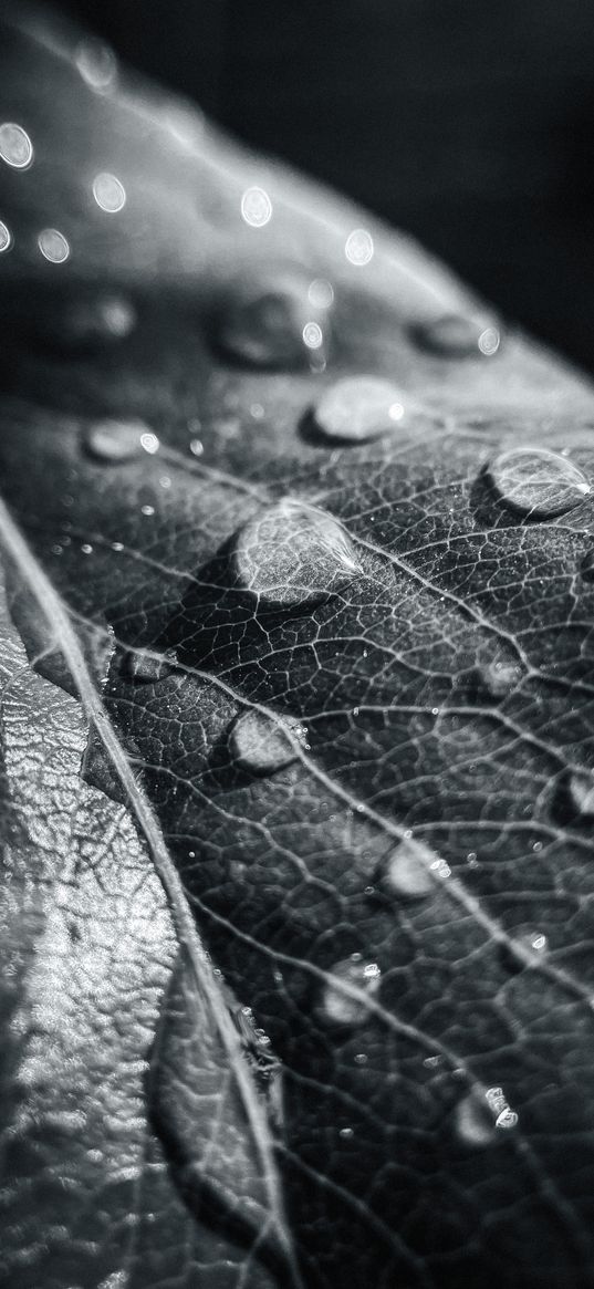 leaf, drops, dew, black-white, nature