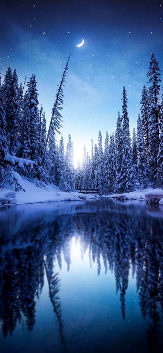 christmas trees, forest, lake, reflection, snow, winter, moon, stars, night, nature