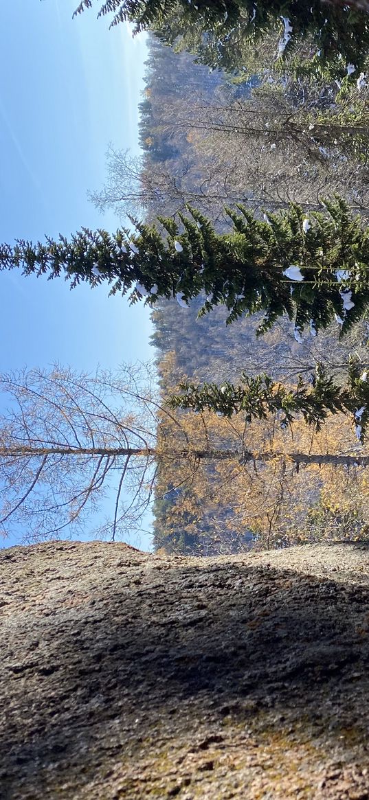 trees, snow, stones, siberia, nature