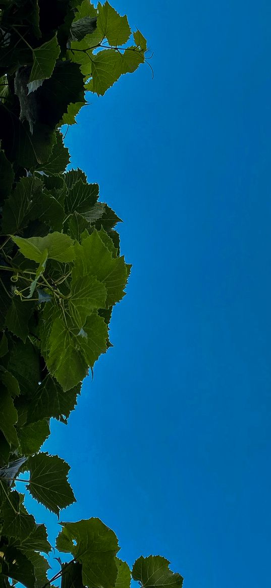 grapes, leaves, sky, blue, minimalism