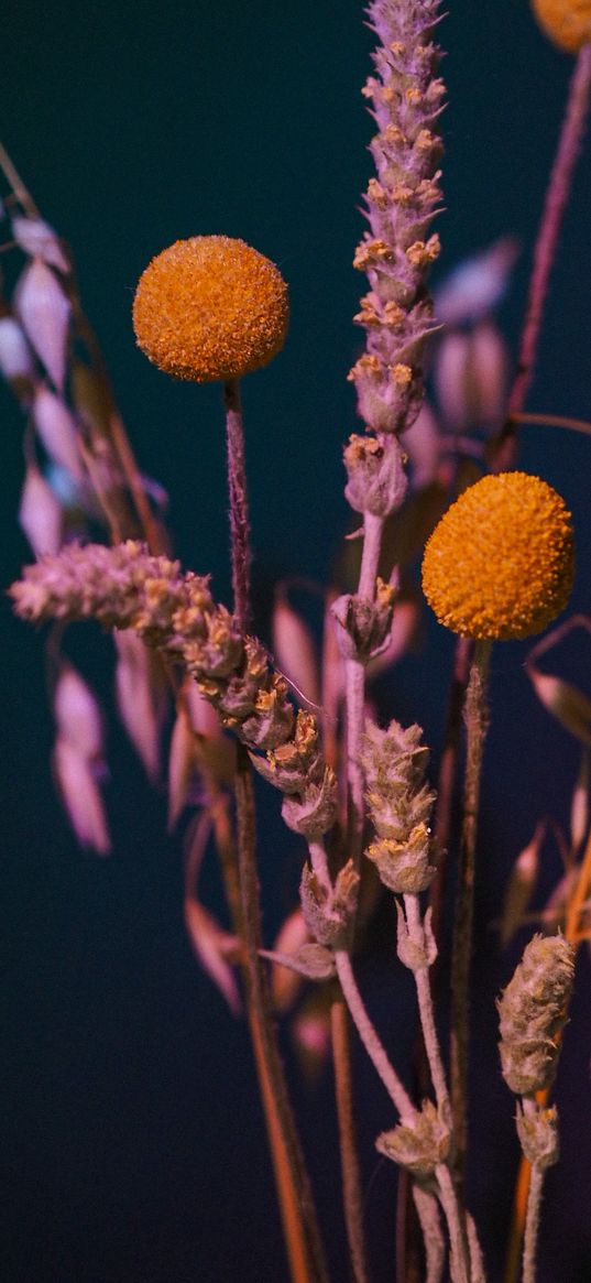 wildflowers, dry, plants, light, dark background, nature