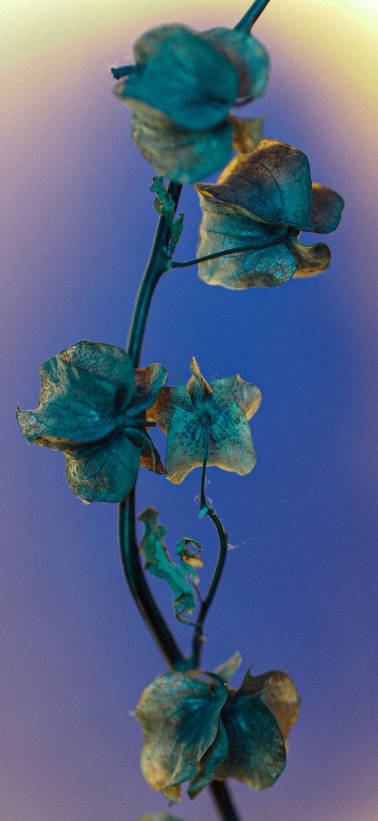 physalis, flowers, dry, plant, purple background