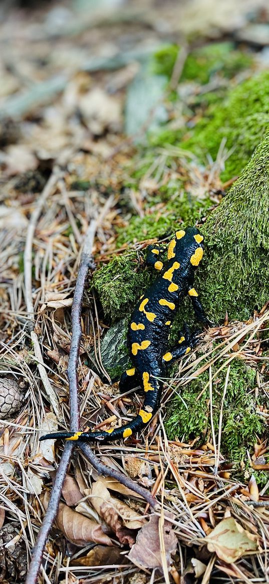 salamander, lizard, log, moss, leaves, cones, forest, nature