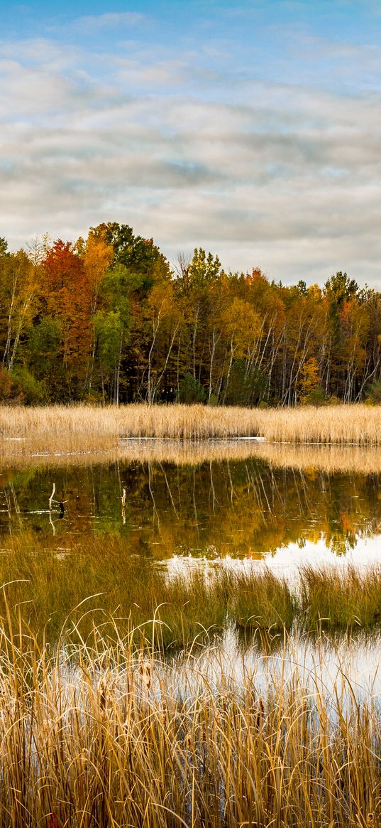 lake, forest, reeds, autumn, nature