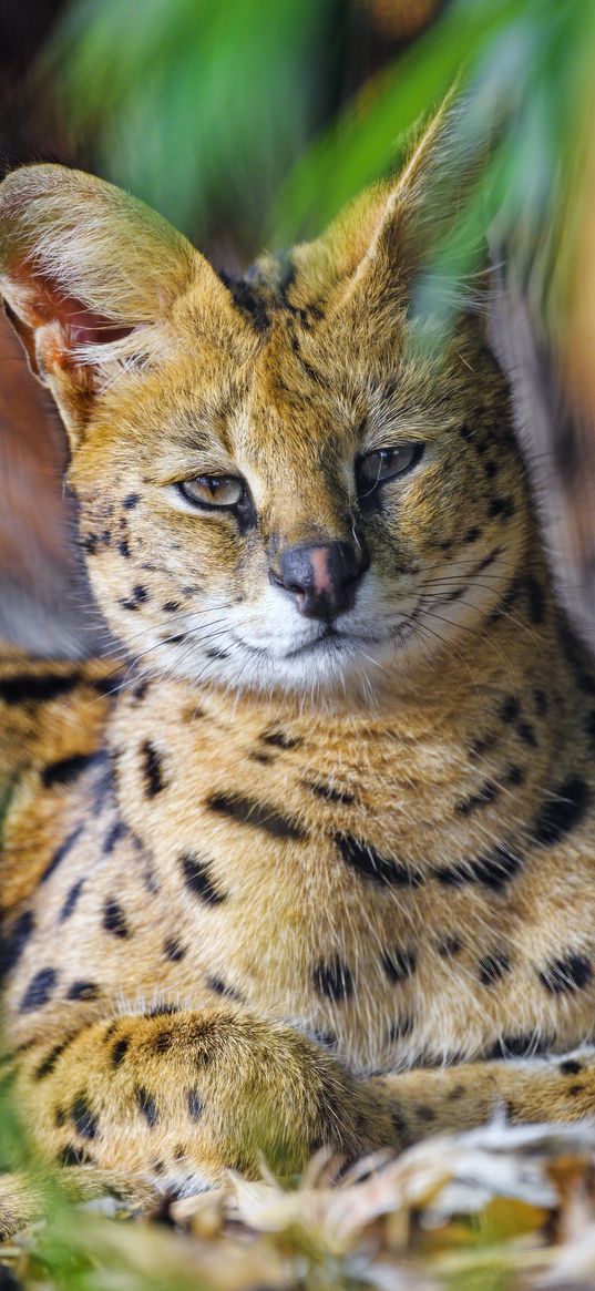 serval, big cat, predator, animal, wild