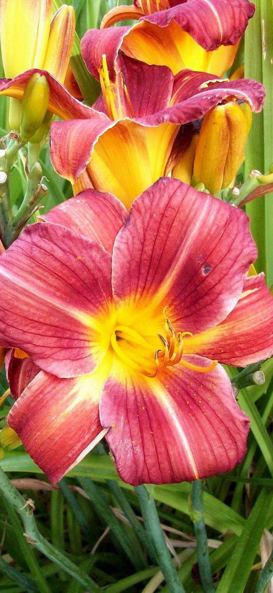 lilies, flowers, herbs, buds