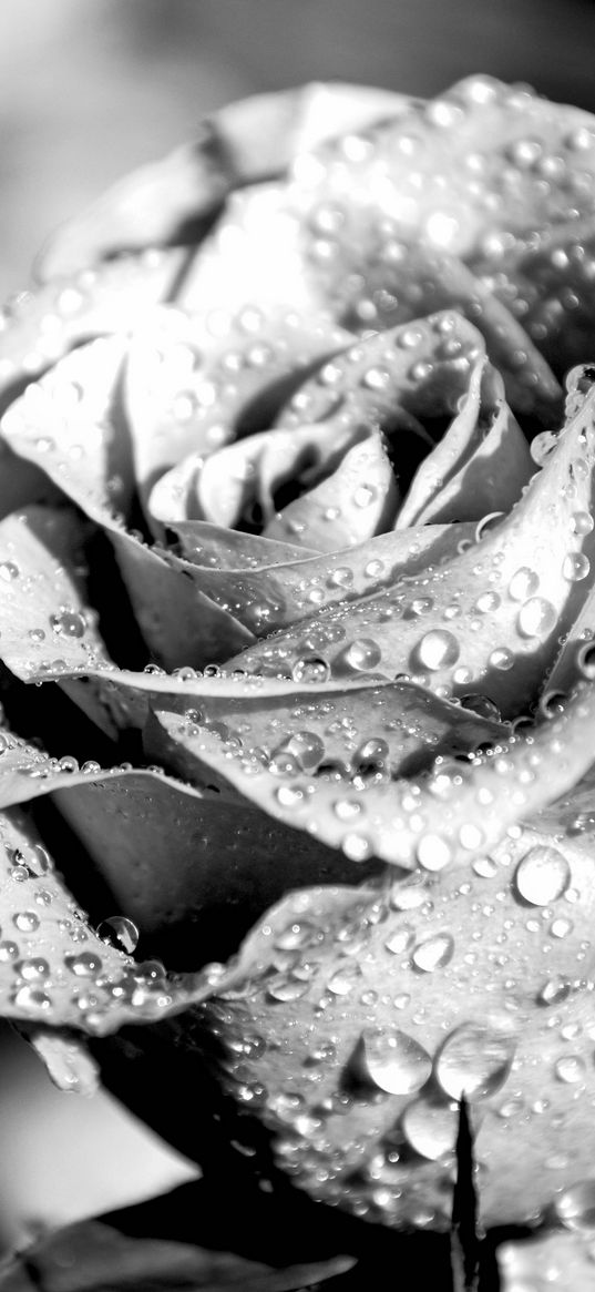 rose, petals, dropes, rain, macro, black and white