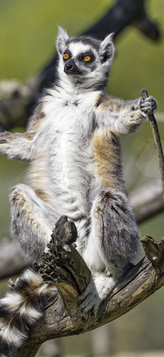 ring-tailed lemur, lemur, glance, wildlife