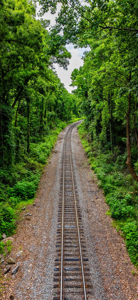 railroad, trees, forest