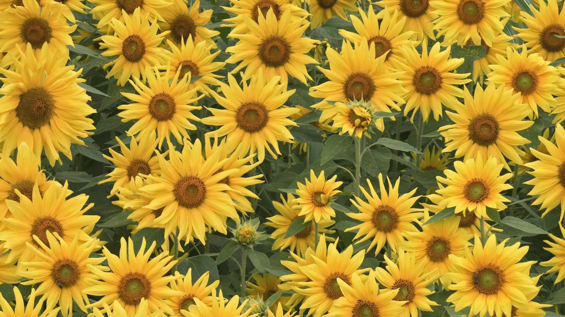 sunflowers, field, summer, greens