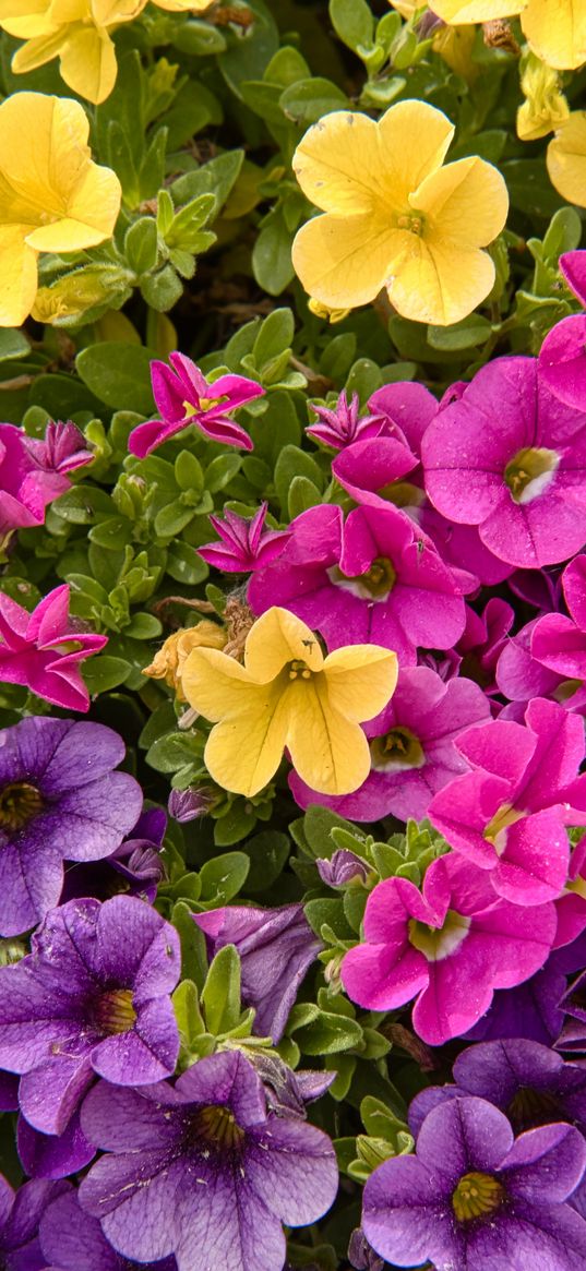 petunias, flowers, petals, colorful