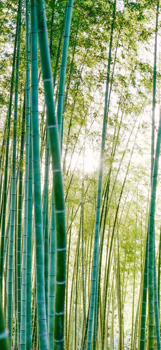 bamboo, trees, sunlight