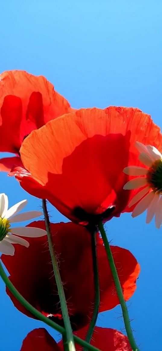 daisies, poppies, sky, blue, nature