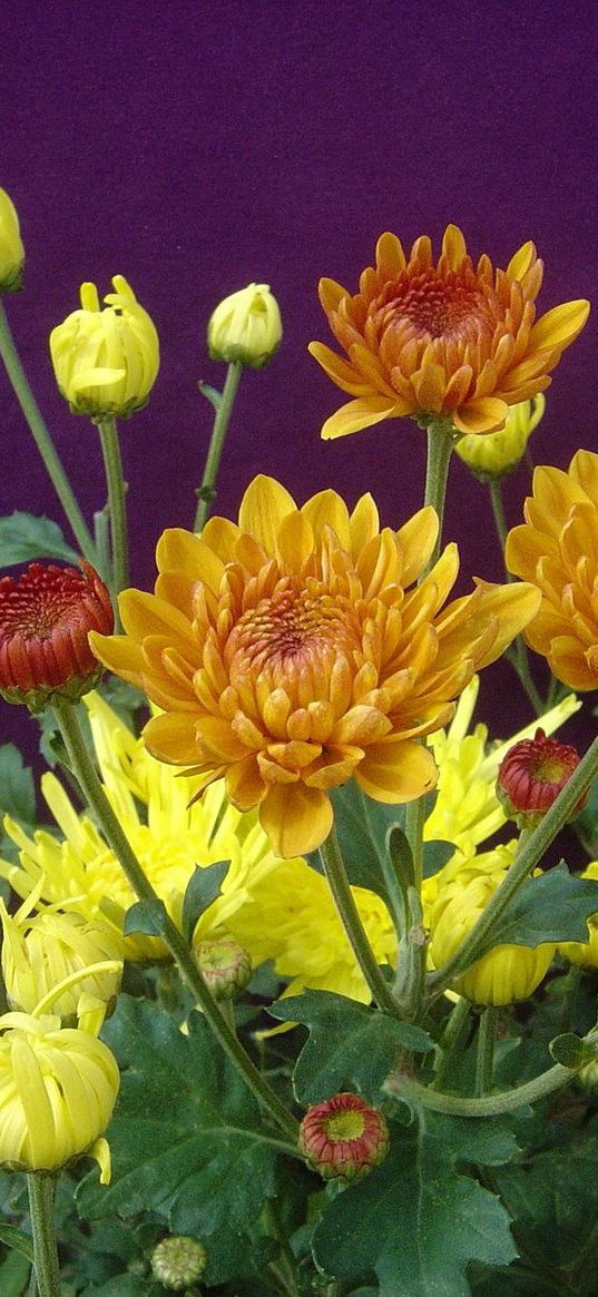 chrysanthemums, flowers, herbs, flowerbed, buds