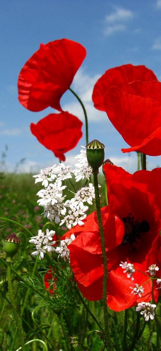 poppies, flowers, meadow, sky, nature, greenery