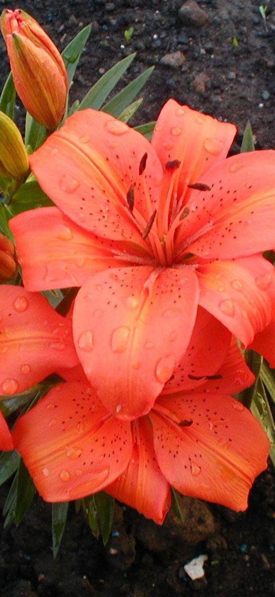 lilies, flowers, stamens, drop, freshness