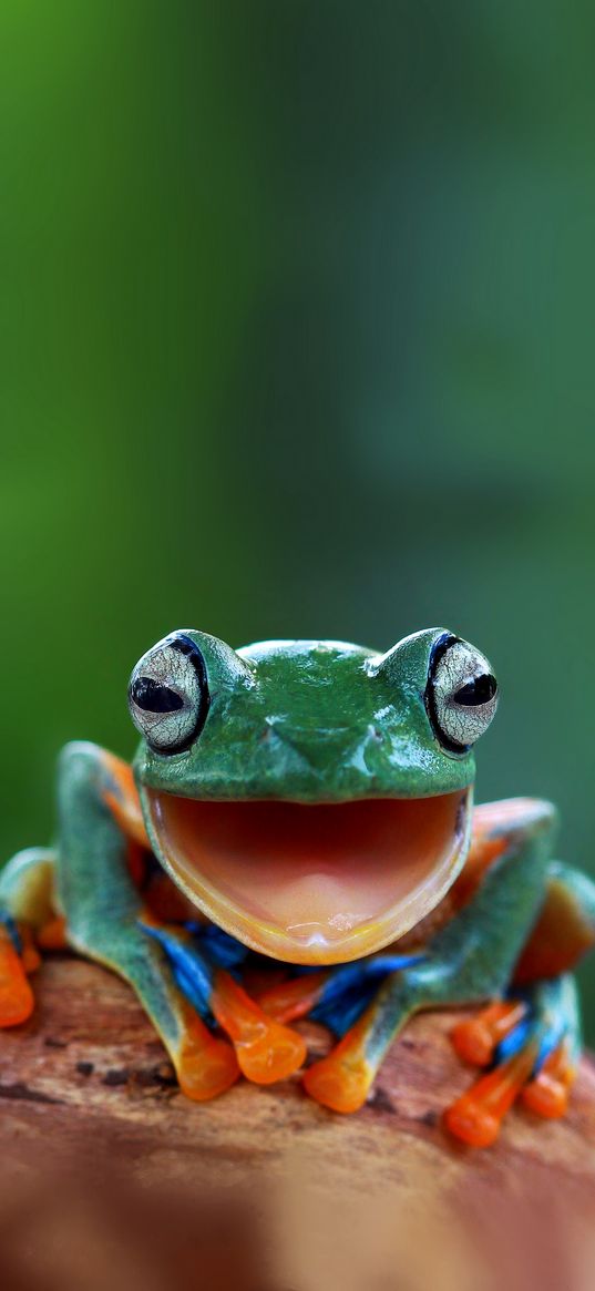 frog, green, funny