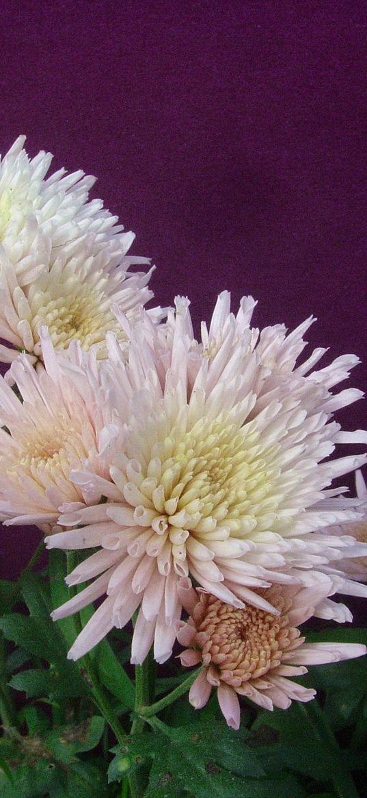 chrysanthemums, flowers, herbs, flowerbed