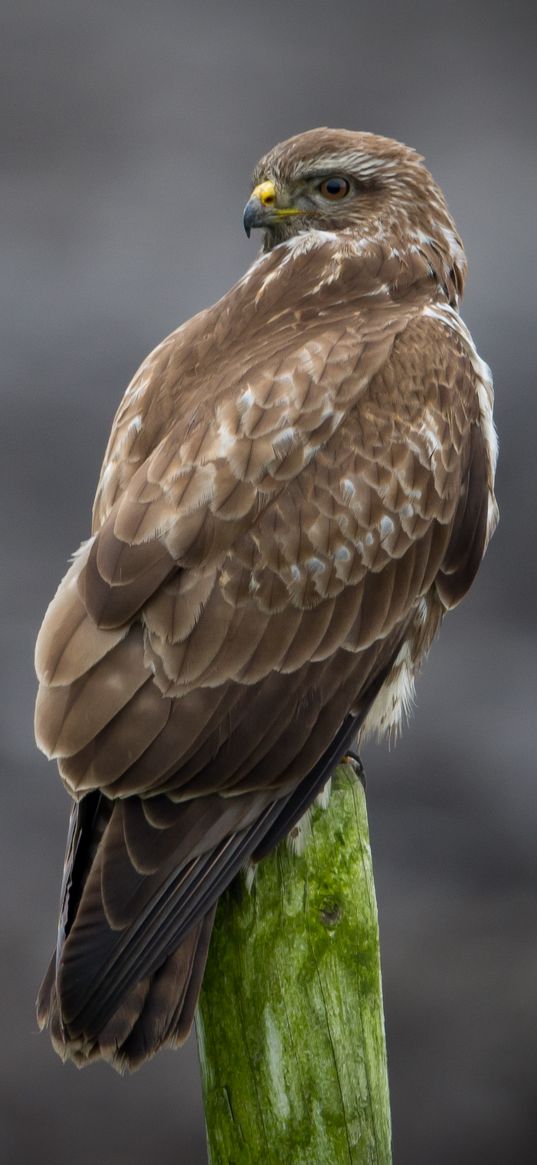 buzzard, bird, wildlife, wood