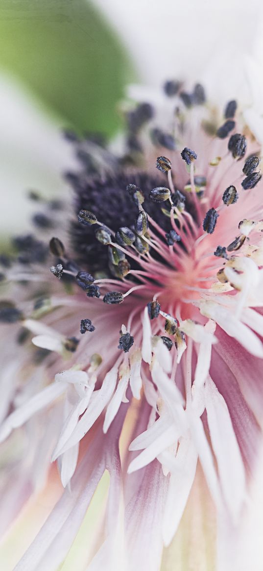 stamens, flower, macro, blur