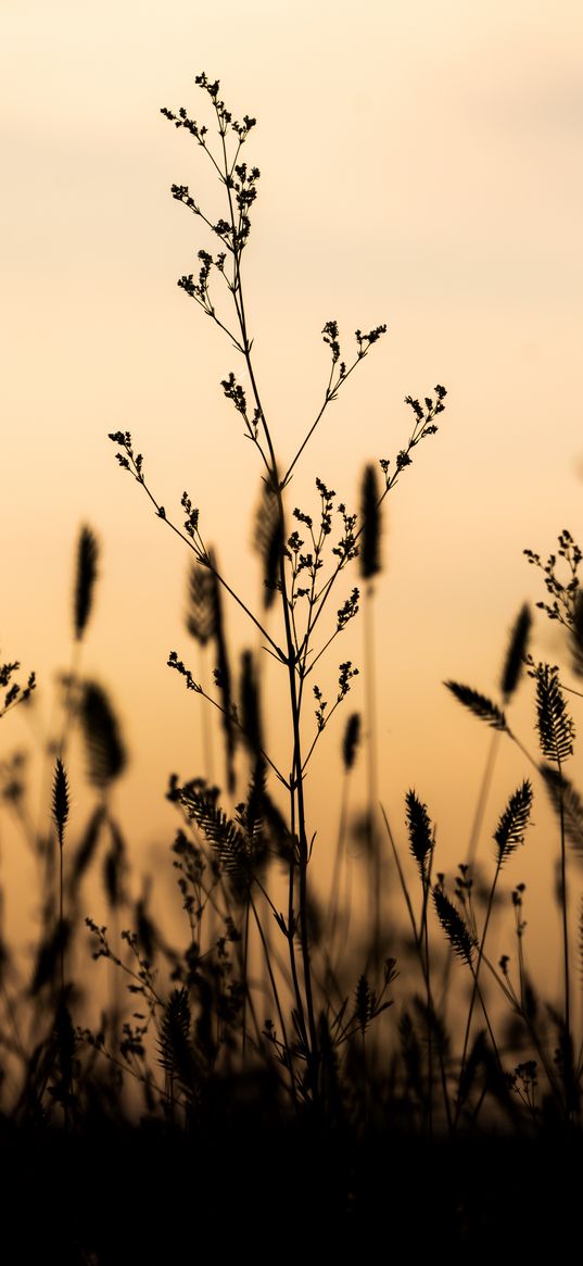 plants, silhouettes, twilight