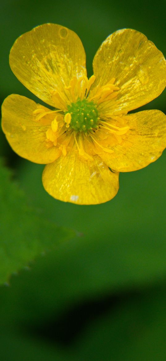 buttercup, flower, petals, yellow, macro