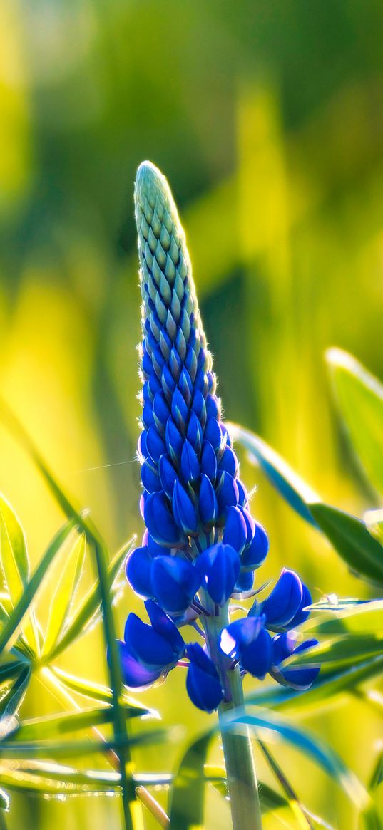 lupine, inflorescence, leaves, flowers