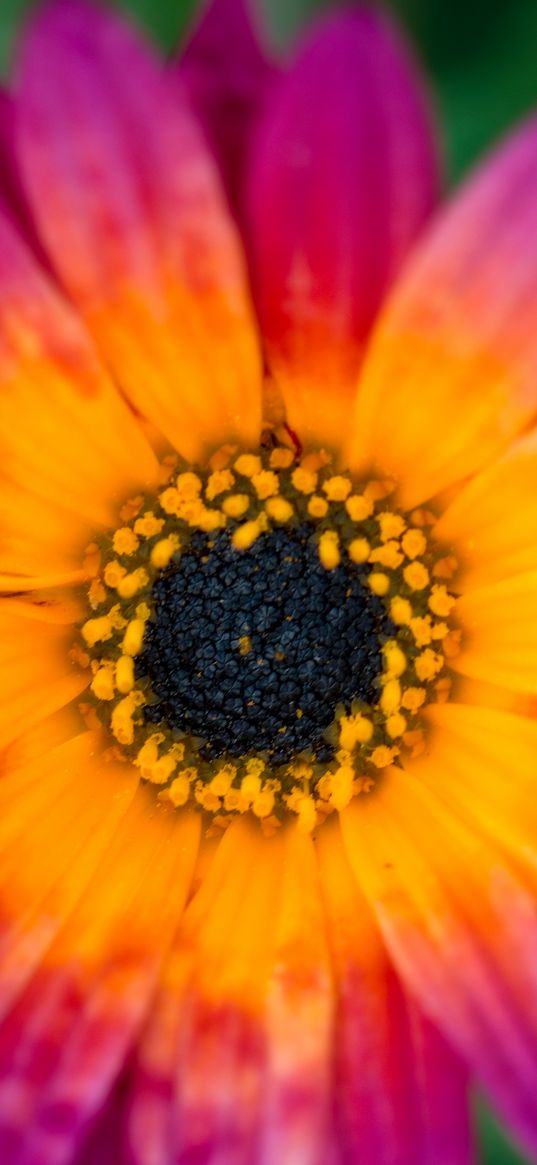 daisy, stamens, petals, flower