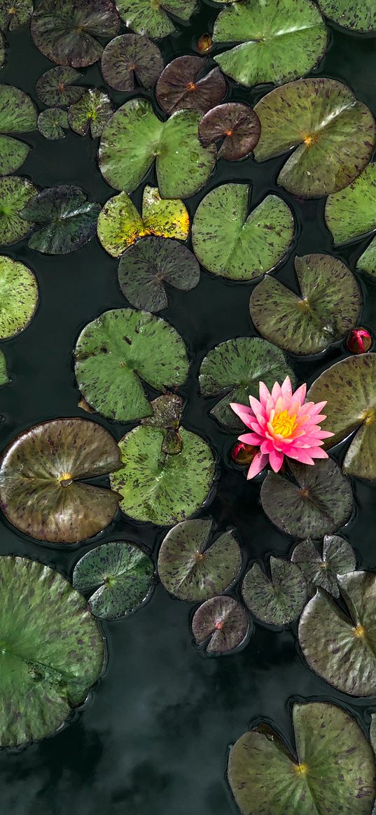 summer, water, flower, water lilies