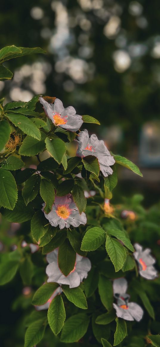 rosehip, flowers, plant, village, nature