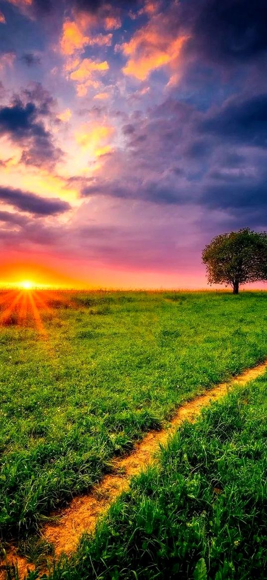 path, grass, field, tree, horizon, sunset, evening, clouds, nature