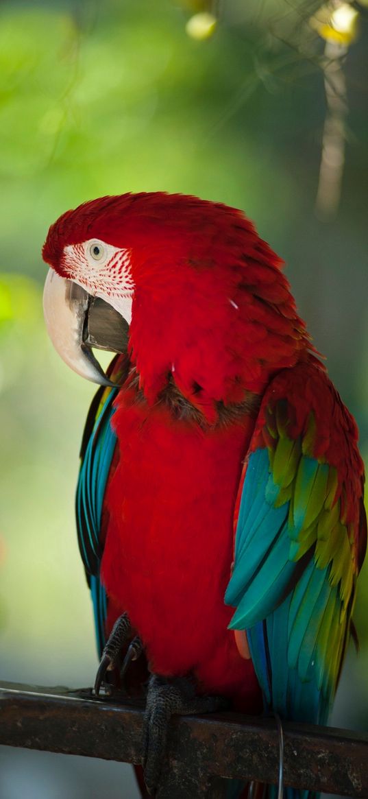 parrot, bird, exotic, feathers, red, green, bright, nature