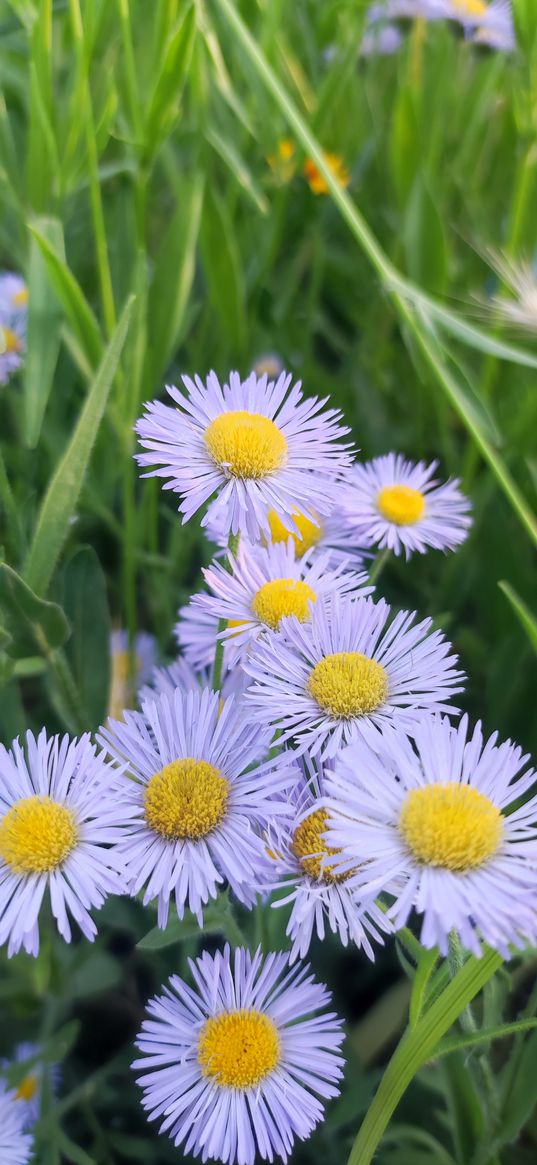 erigeron, wildflowers, plant, nature