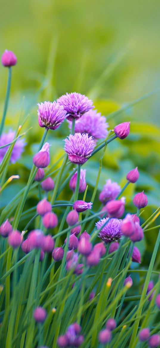 allium, flowers, plant, purple