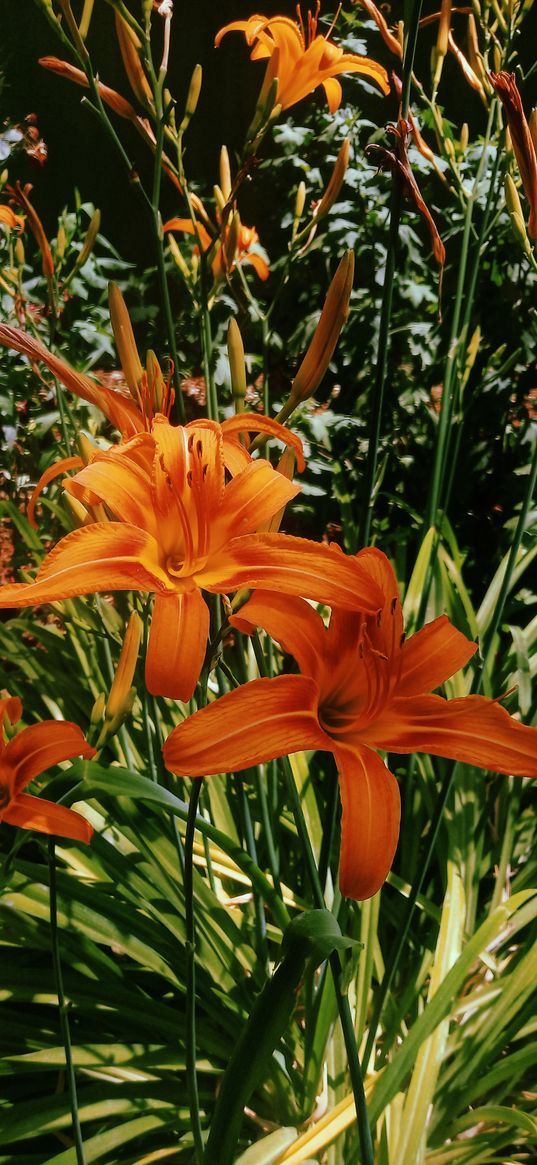 lily, orange, flower, petals