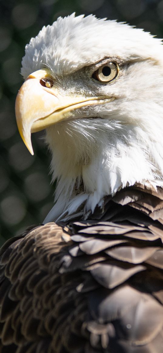 bald eagle, blur, bird, beak