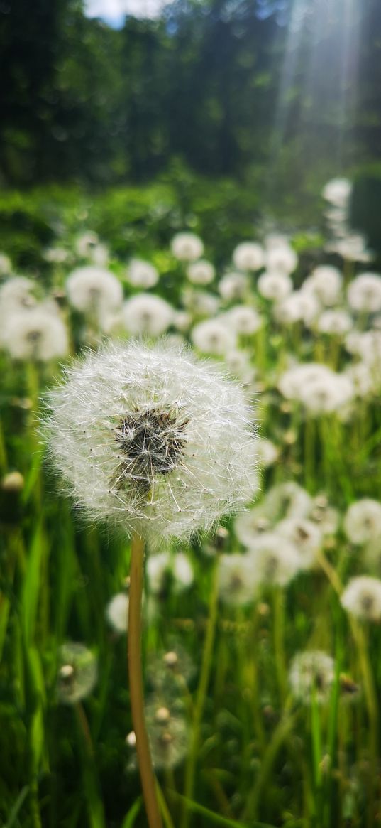 dandelion, flowers, field, sun, ray, nature, summer