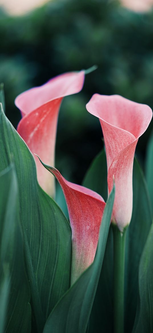 calla, flowers, pink, plant, nature