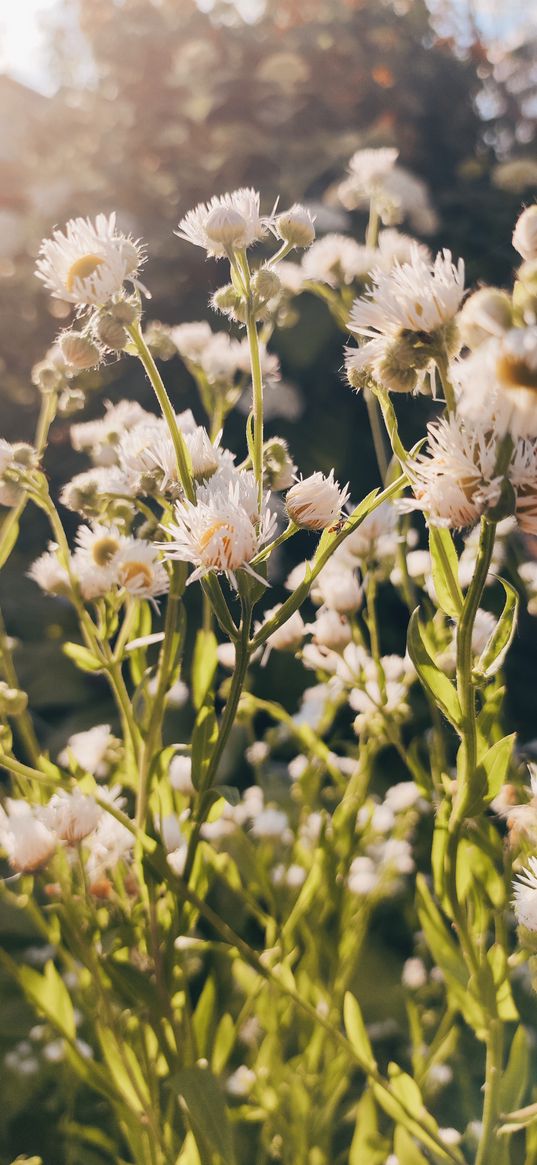 daisies, wildflowers, sun, summer, nature