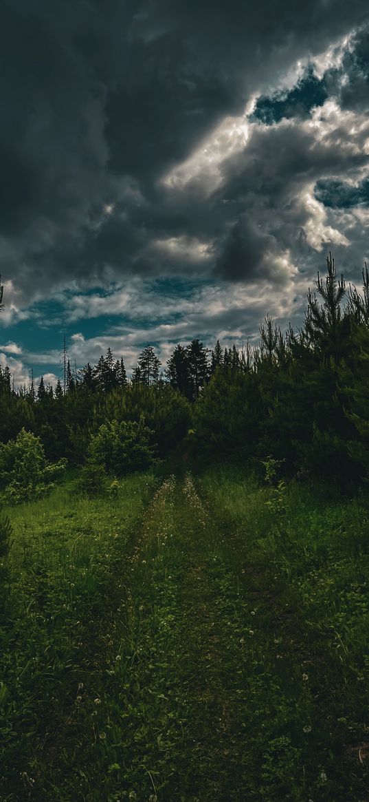 forest, path, trees, sky, clouds, nature, summer